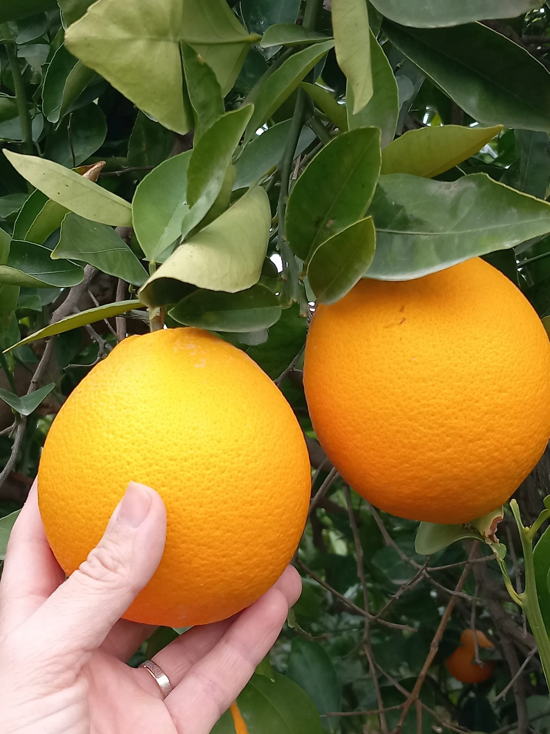 Naranja Chislett - Imagen 2